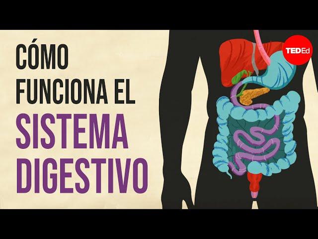 Cómo funciona su sistema digestivo - Emma Bryce