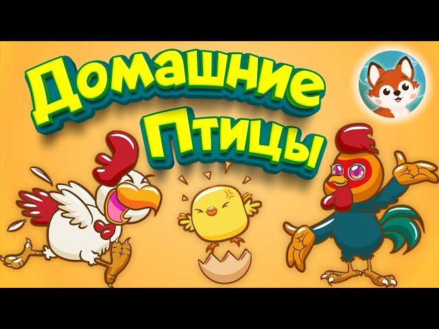  Домашние птицы для детей.  Видео и викторина с картинками для развития ребенка .
