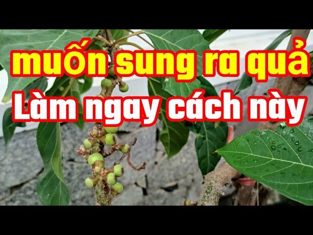 Cách làm cây sung ra quả bằng Phương pháp mới.