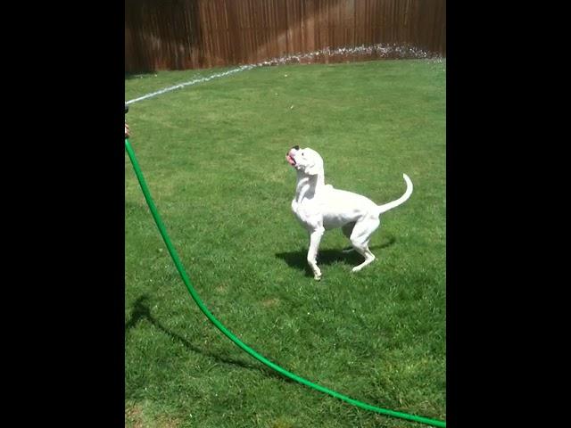 A Dog and His Hose