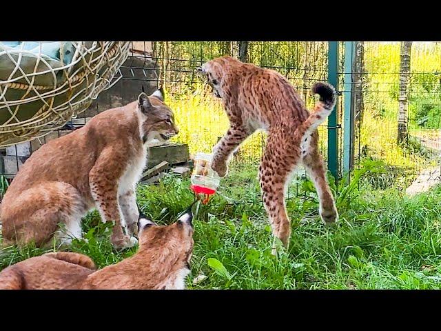 THE LYNXES MIXED UP THE TOYS / Maine Coon is looking for a new family