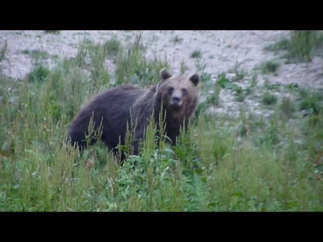 Eurasian Brown Bear & Wild Boars