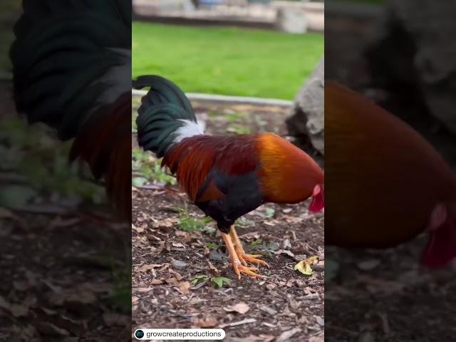 A Welsummer Rooster - My First Meet n’ Greet!