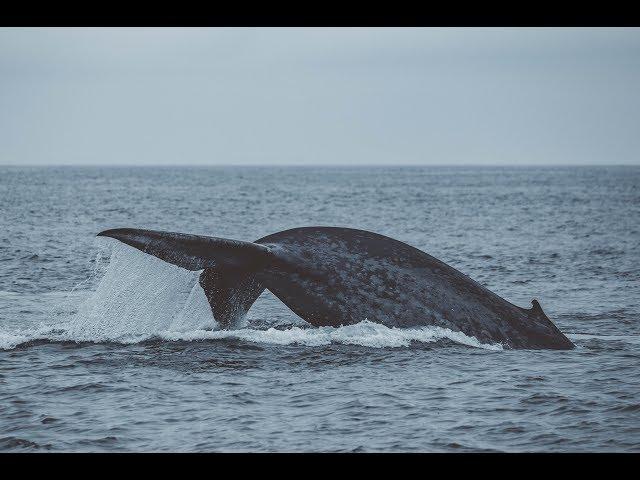 5-6 Blue Whales 8/30/18