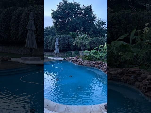 Extended Shrub Trimming