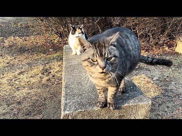 挨拶に来てくれたサバトラ猫と三毛猫ちゃん皆んなでベンチ集合！