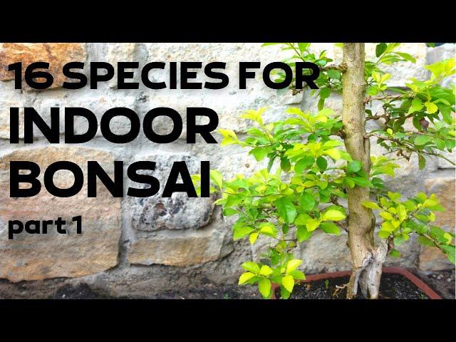 16 Tree Species for Indoor Bonsai Part 1