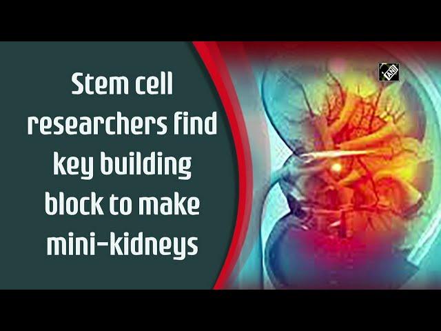 Stem cell researchers find key building block to make mini-kidneys