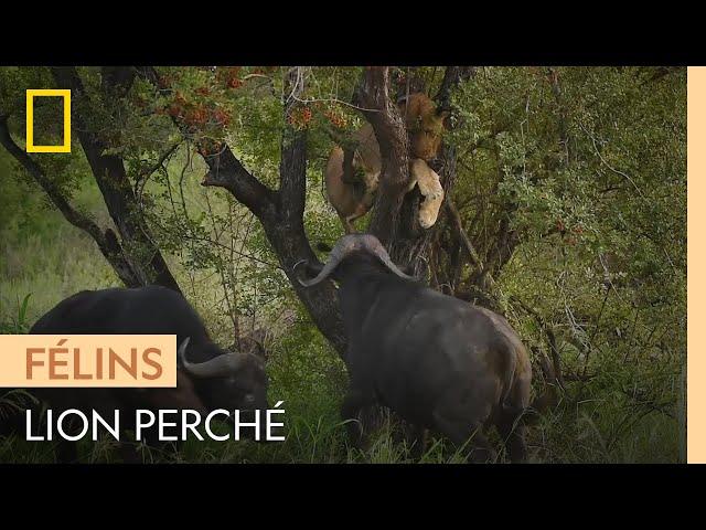 Un lion encerclé par un troupeau de buffles se réfugie dans un arbre