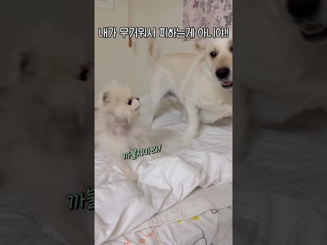 대한이 잡드리하는 연두 #강아지일상 #retreiver #포메 #알로페시아