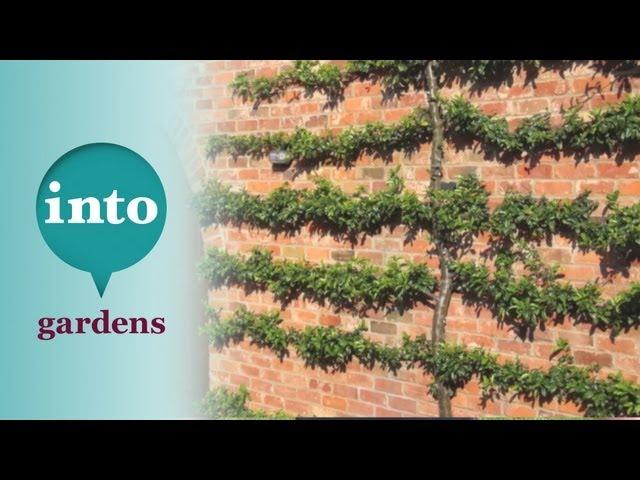 Gardening at Blackpitts: Pruning a Pyracantha
