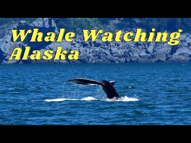 WHALE WATCHING ALASKA (Best Time And Place To See Whales In Alaska) | Alaska Travel Guide