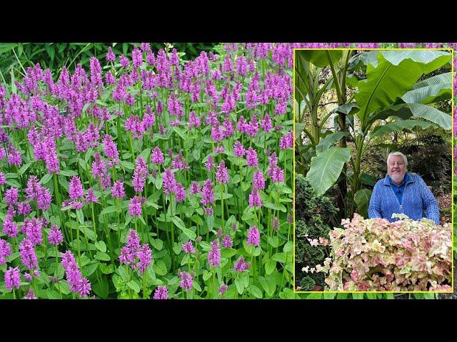 ÉPIAIRE, STACHYS, BÉTOINE, VIVACES RUSTIQUES AUX MILLE ET UNE QUALITÉS. Le Quotidien du Jardin N°436