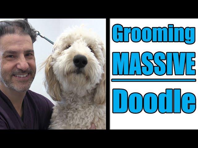 Grooming A Large Goldendoodle | Professional Tips