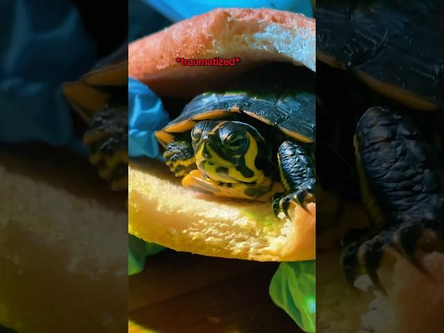 bro ate a turtle sandwich  #turtle #turtlesandwich #yellow slider #finesse #finessearmy
