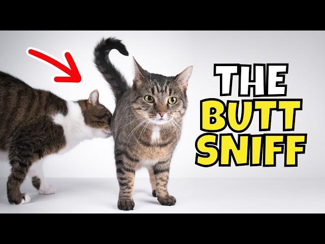 Why Cats Sniff Each Other's Butts (It's Not What You Think!)