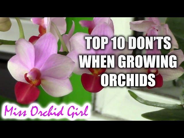 Top 10 DON'Ts when Growing Orchids - tips for orchid beginners