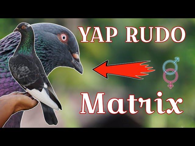 Review Indukan Merpati Tinggian Jalur YAP RUDO x MATRIX #jaydiy #merpatitinggian #merpatitomprang