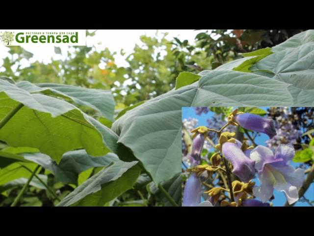 Павловния - видео-обзор от Greensad