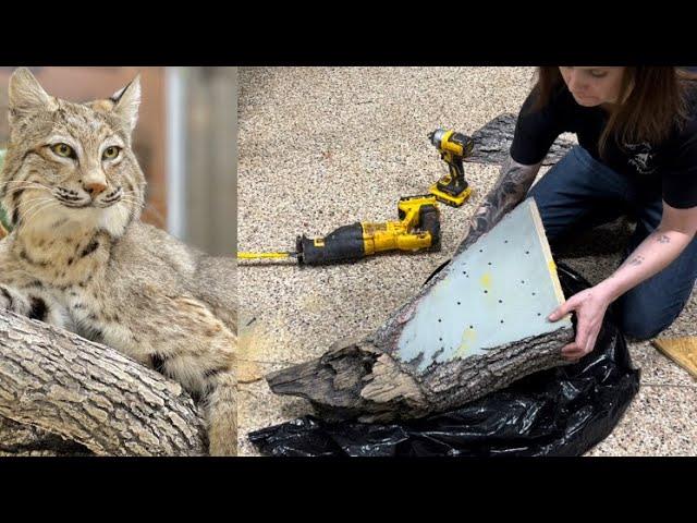 Modifying a McKenzie wall scene for a bobcat taxidermy mount - making GREAT even BETTER!