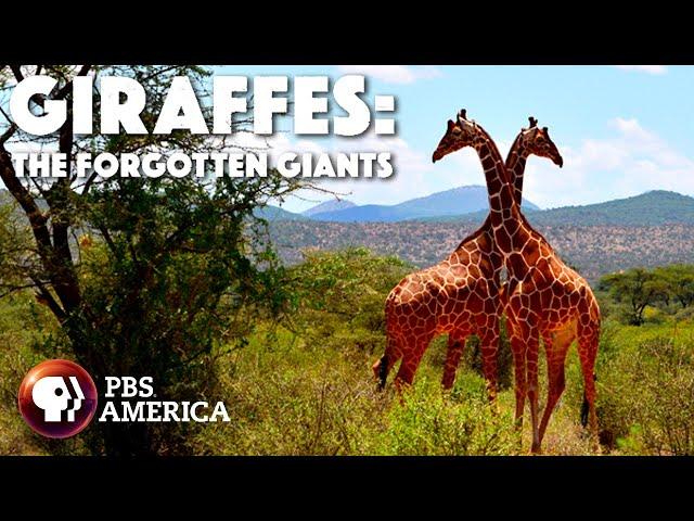 Giraffes: The Forgotten Giants FULL SPECIAL | PBS America