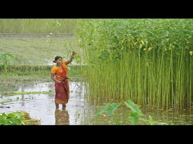 Jute Products Manufacturing Process from Fiber to Product