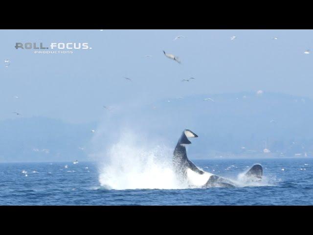 Transient orca punts a seal 80 feet into the air near Victoria, BC!