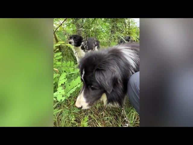 STA FACENDO UNA PASSEGGIATA CON I SUOI CANI E INCONTRANO UN GATTINO, MA GUARDATE CHE FANNO I CANI!!