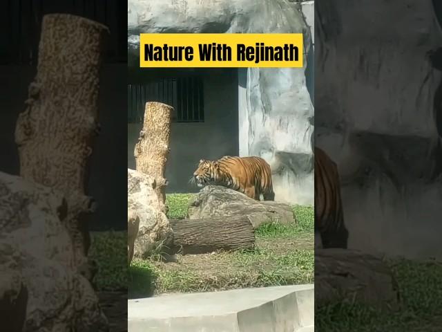 Tigers |shorts|nature|animals|wildanimals|youtubeshortsvideos|naturewithrejinath