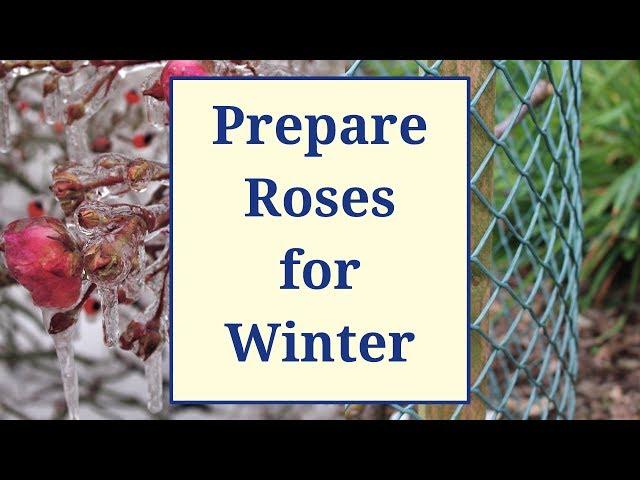 Prepare Roses for Winter