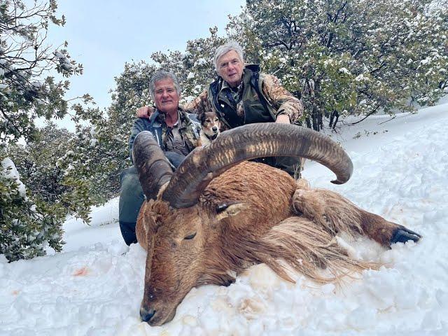 AOUDAD / Barbary sheep in Morocco  (2021-22) by Renaud Desgrees du Lou