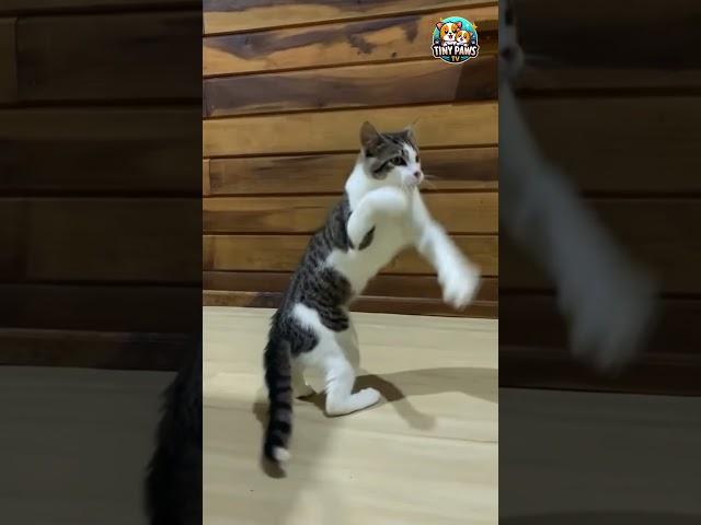  Cat Shows Off His Boxing Skills 