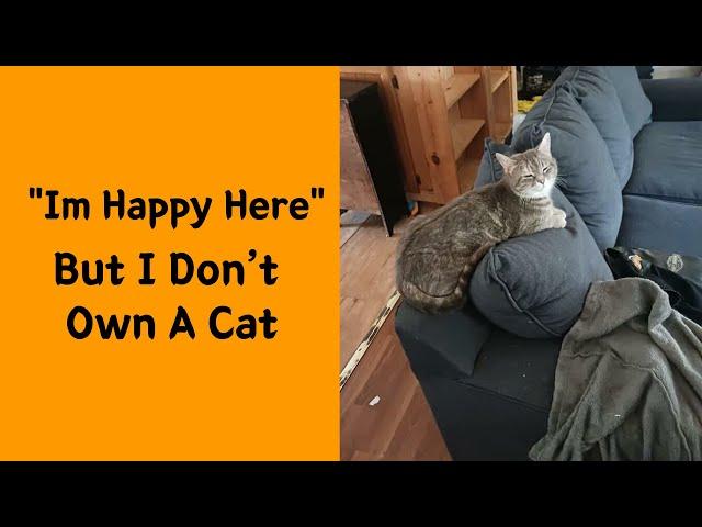 50 Hilariously Wholesome “My House, Not My Cat” Moments 2/2 - Funny cat