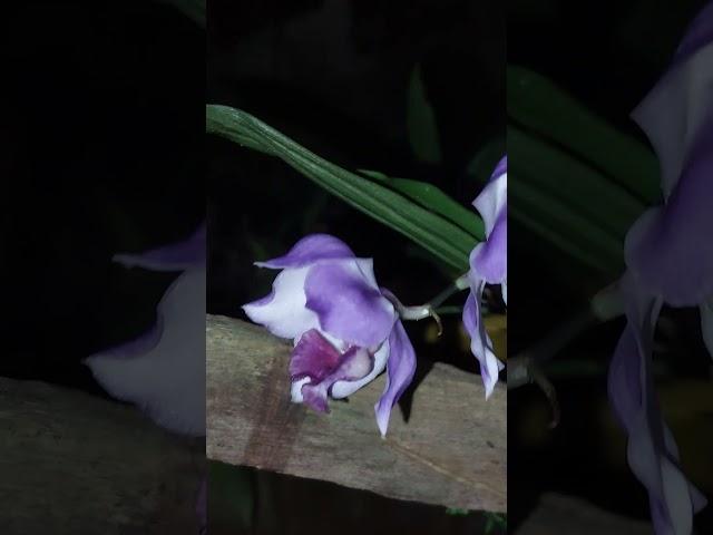 Aganisia cyanea #orchids #orchidworld #flowers #orchidlover #indoorplant #orchidgarden