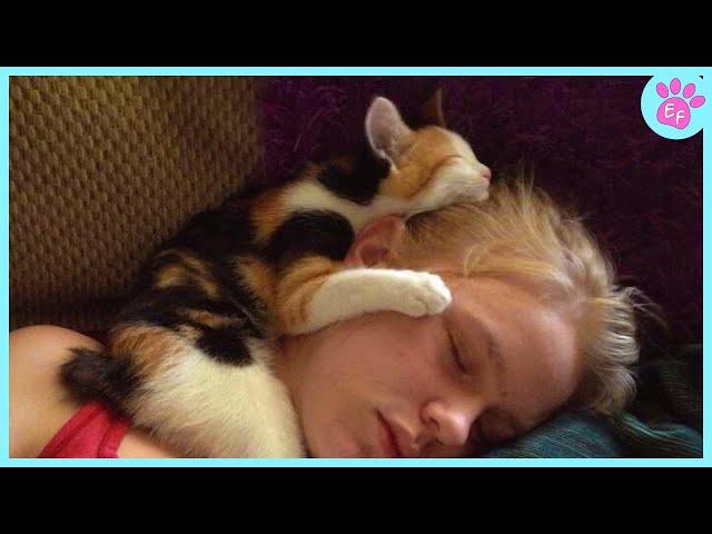 When Human Can't Resist the Cuteness of Cats  CAT Love Their Owners