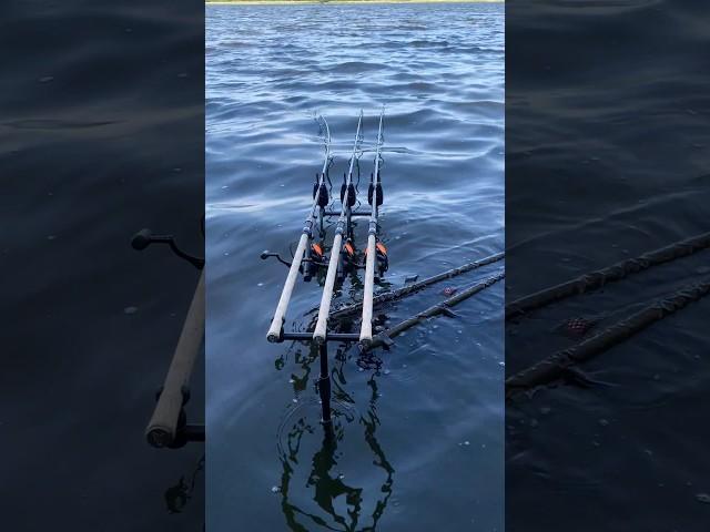 CRAZY CARP RUN