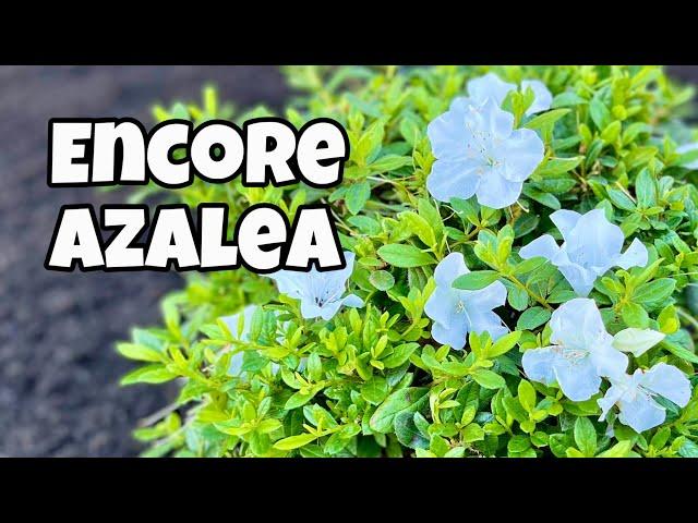 Planting Encore Azaleas - Autumn Ivory