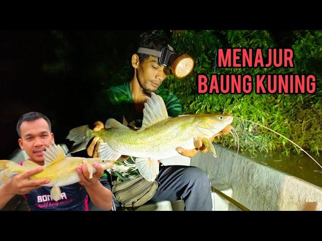 AYUB MUHAMMAD | IKAN BAUNG MENGGANAS WAKTU SUBUH