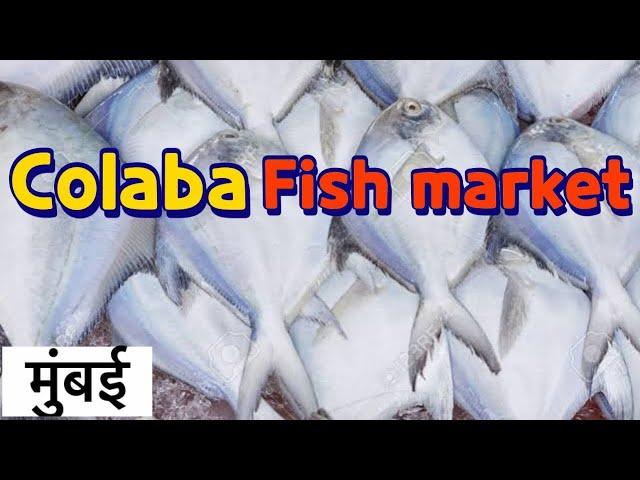 COLABA FISH MARKET MUMBAI 2024|| Sassoon dock fish market Mumbai colaba