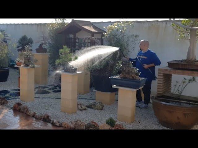 Regando BONSAI en Kaeru-En, recogiendo y medicando perro chungo