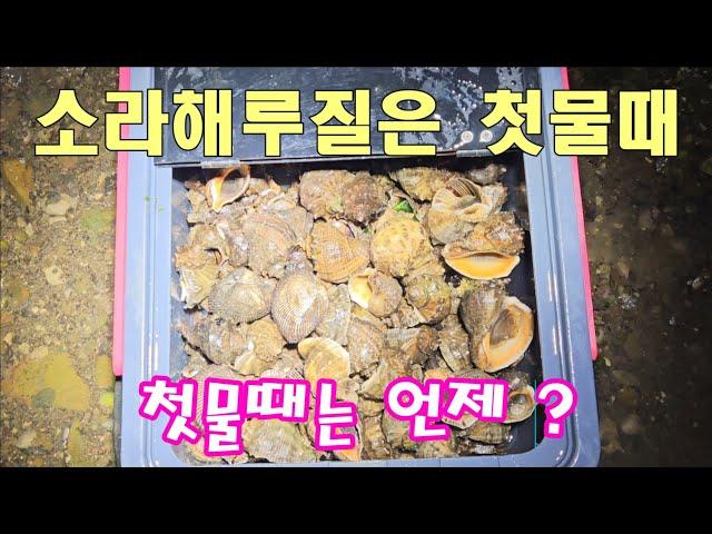 소라해루질 이것만 알고가세요 소라해루질 첫물때