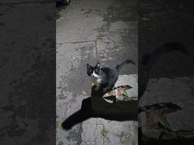 Ти мой Котик.....!!!