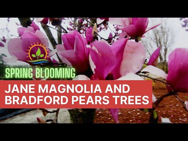 Spring Blooming Trees  Jane Magnolia & Bradford Pear | Plant Spotlight