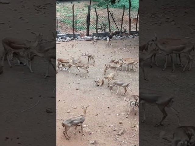 Conservation of Deers#shorts#deers