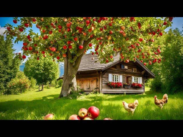 Switzerland Countryside LifeWalking in A Fruits paradiseAltnau , Thurgau SWITZERLAND