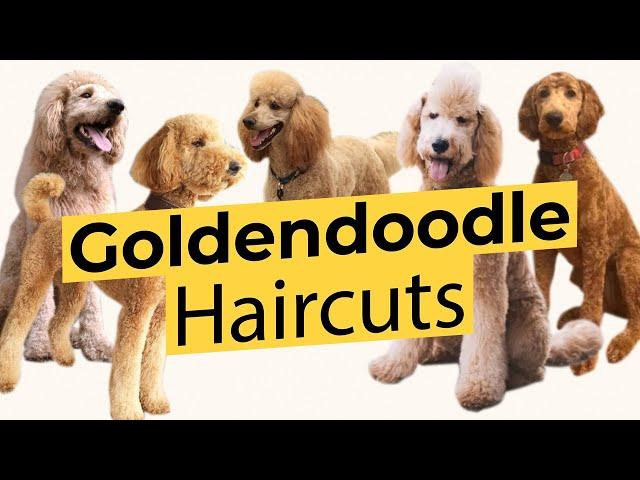 Best Types of Goldendoodle Haircuts! ️