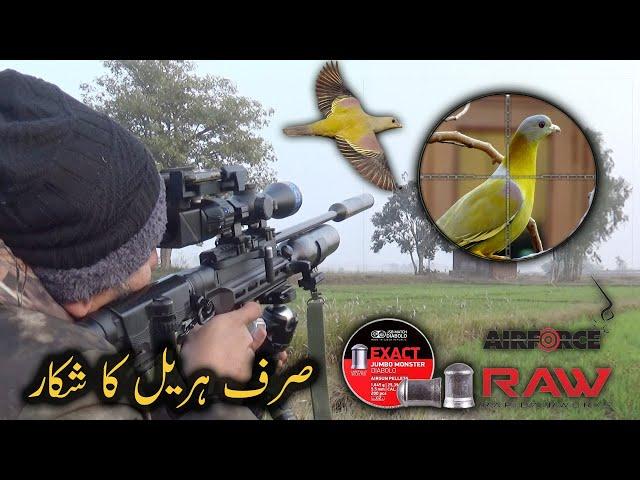 Just Green pigeons Hunting with HM 1000 X  || Punai Hunting صرف ہریل کا شکار