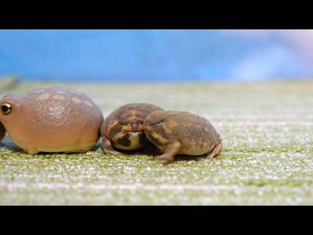 Rain frogs Happy 5th Adoptaversary! 