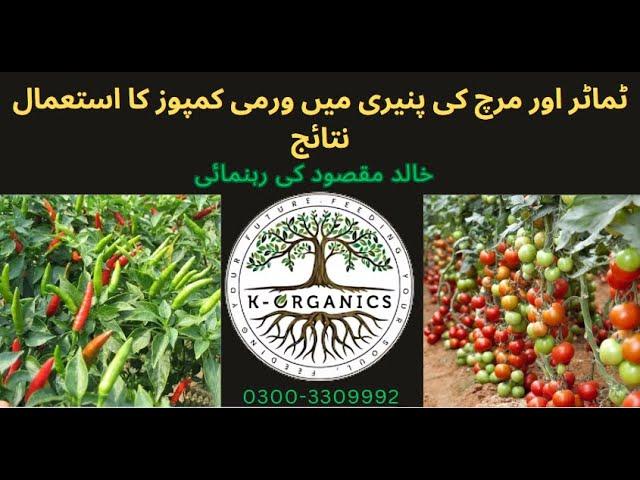 The Power of Vermicompost for Tomato & Chili Cultivation in Sindh, Pakistan. 03003309992 #sindh