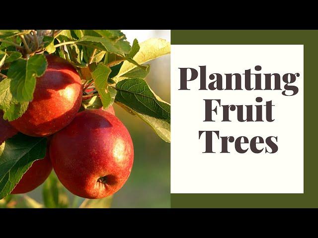 Planning For And Planting Fruit Trees